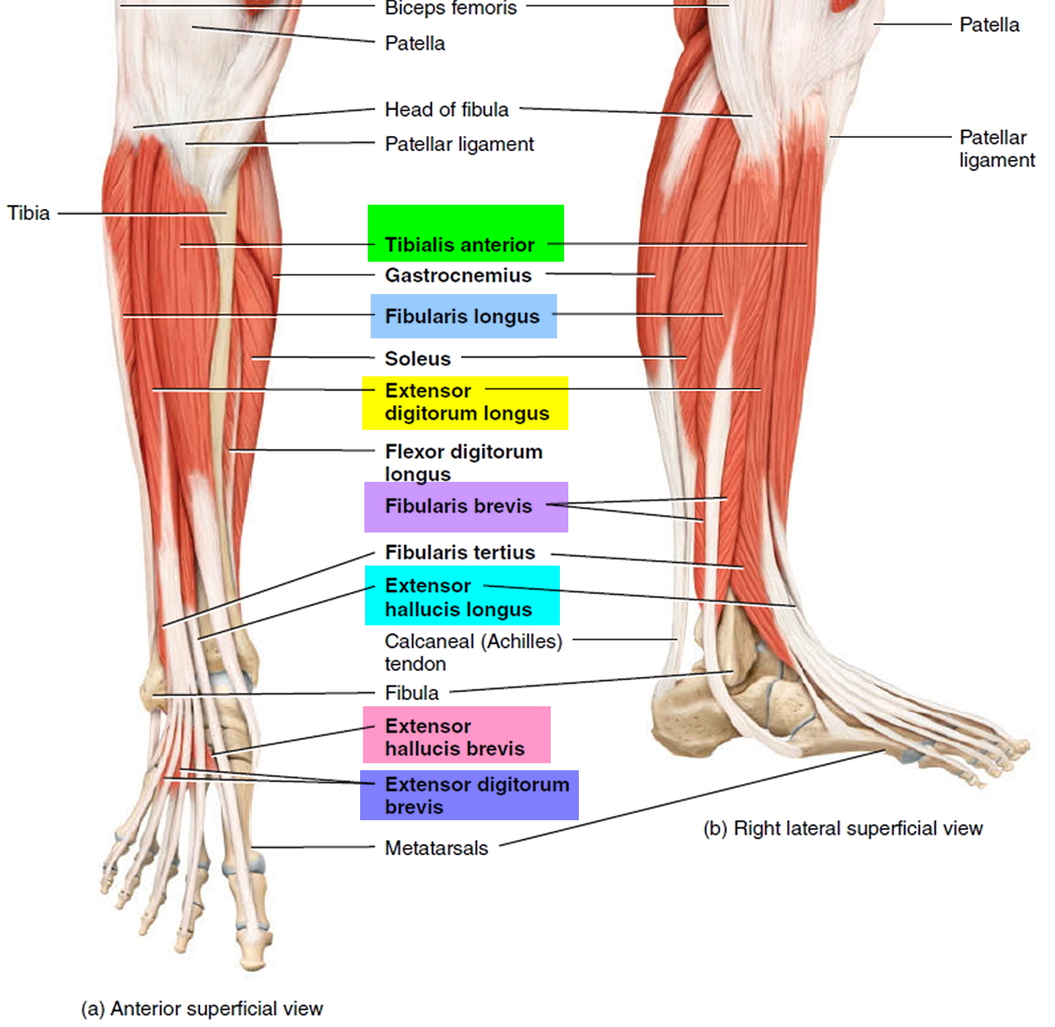 Names Of Muscles In Leg - Muscle: Lower Leg & Foot : One example of