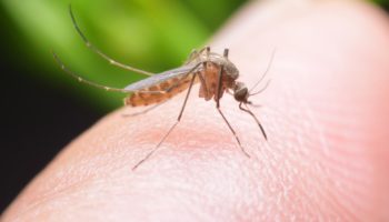mosquito bites