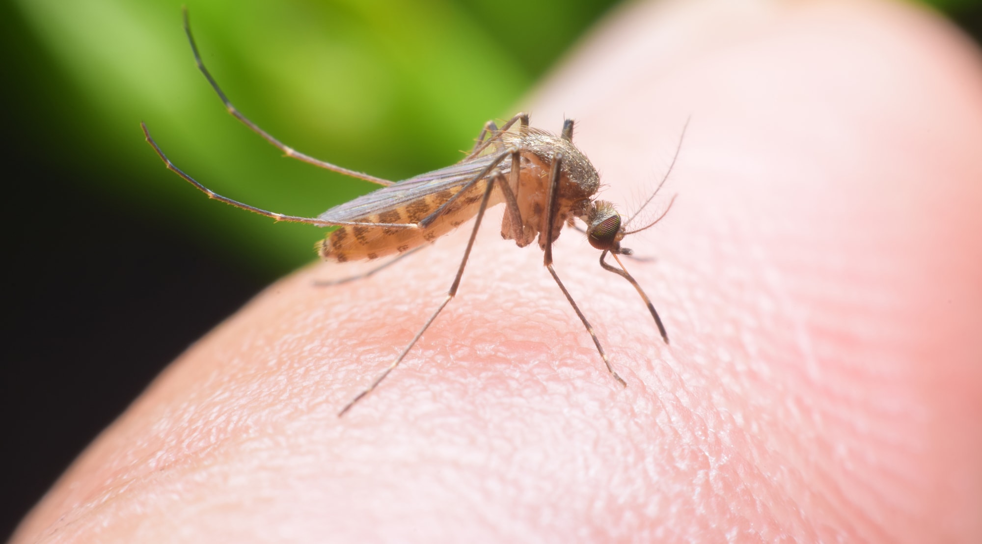 Can Mosquito Bites Cause Skin Infection