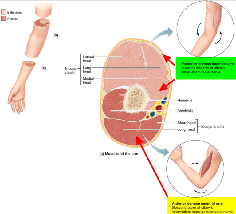 Compartment Syndrome Causes, Symptoms, Surgery & Treatment