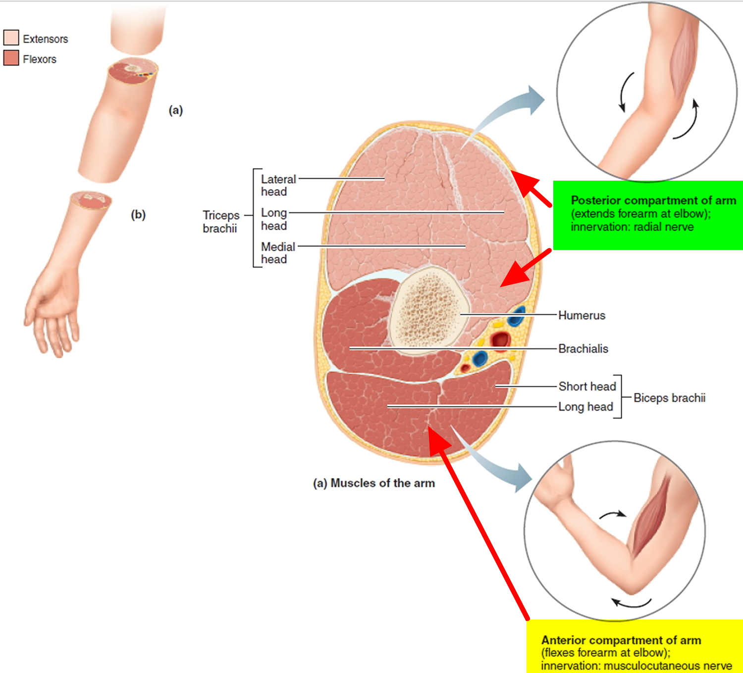 Compartment Syndrome Causes Symptoms Surgery Treatment