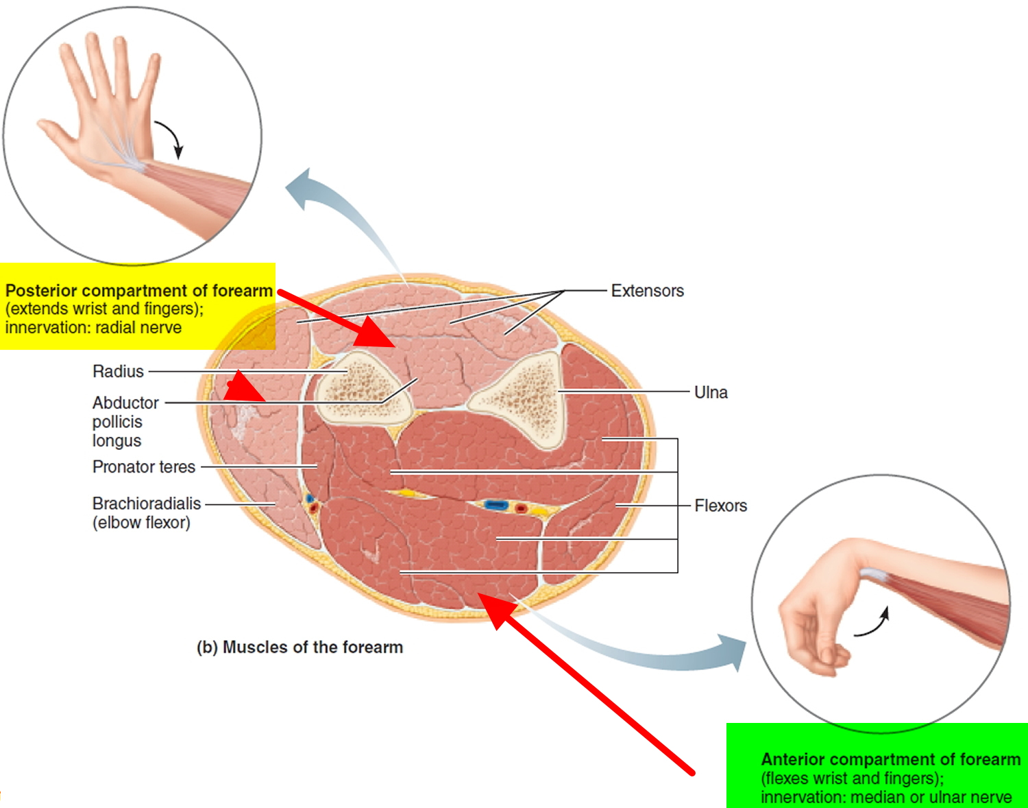 anterior posterior compartments of leg