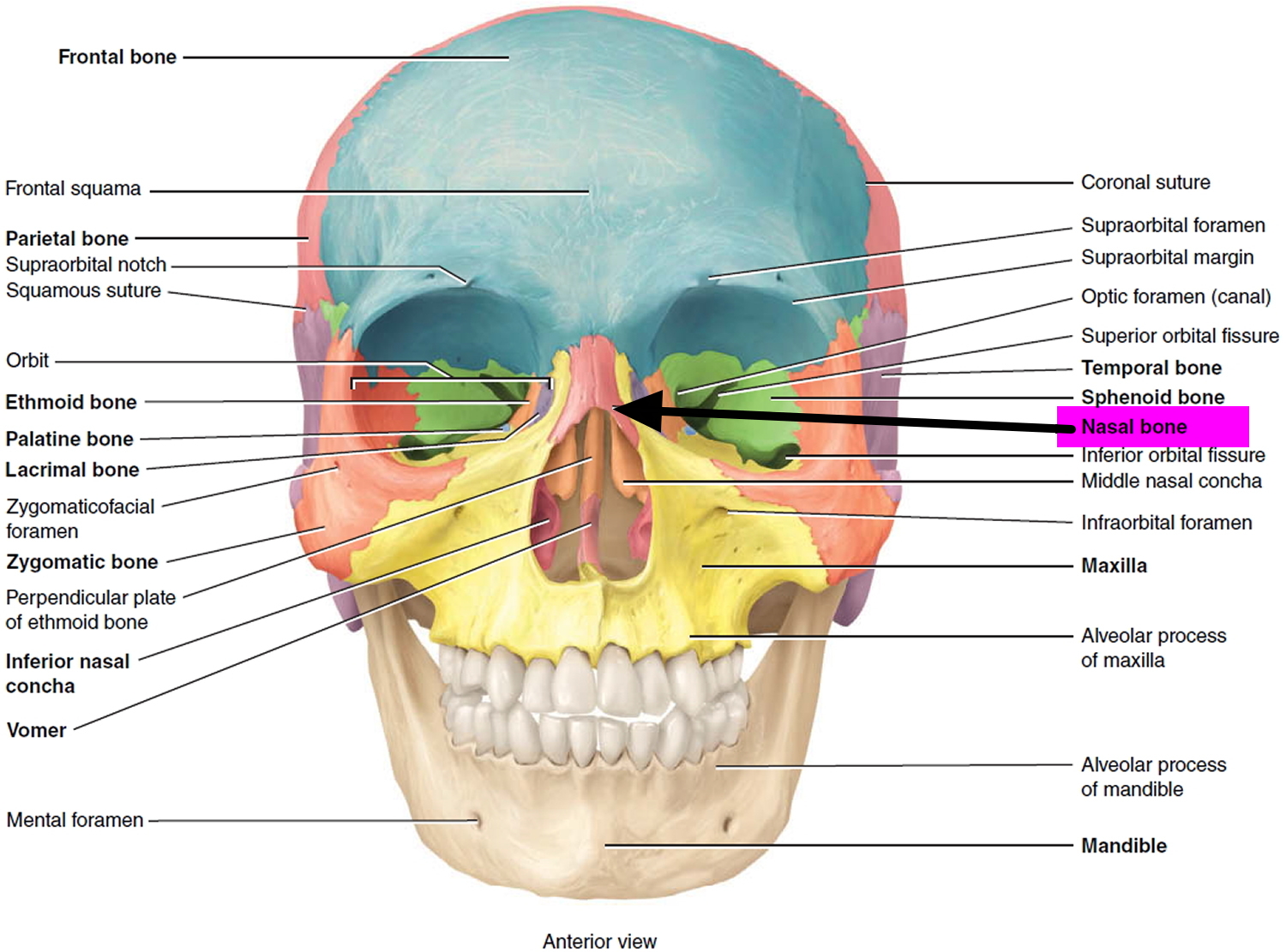 Где находится костя. Cranium анатомия. Septum Sinuum sphenoidalium. Skull Bones Anatomy. Кости черепа орбитальная кость.