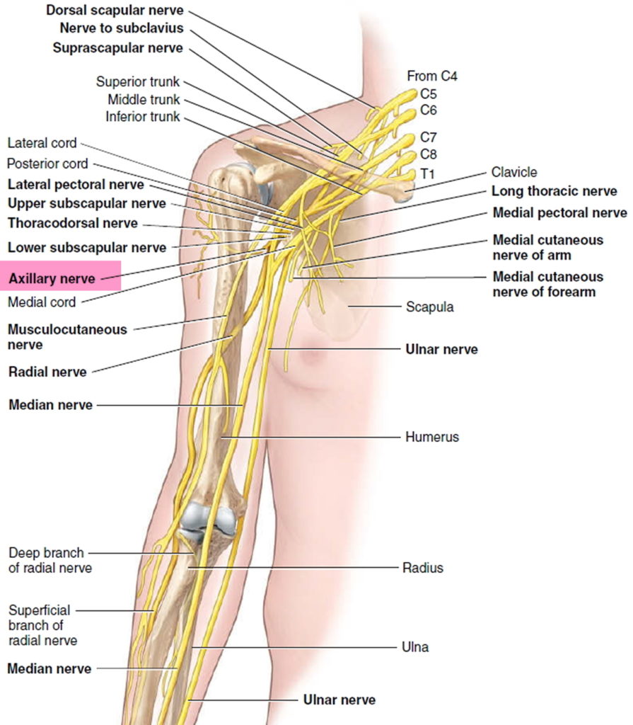 Dislocated Shoulder - Causes, Signs, Symptoms, How To Fix