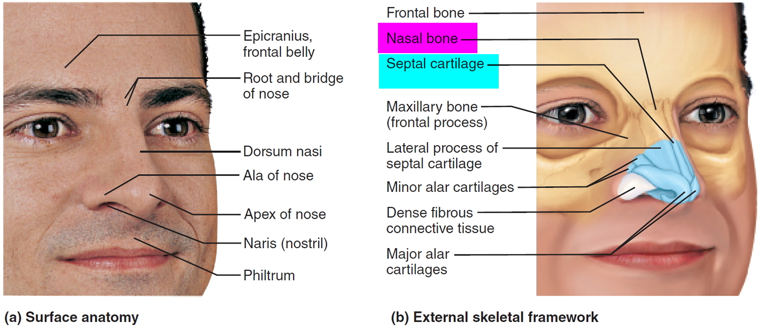 nose external anatomy