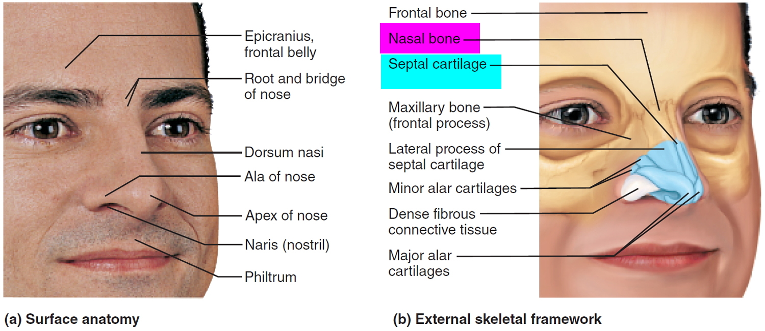 Septoplasty Surgery - Recovery Time & Complications