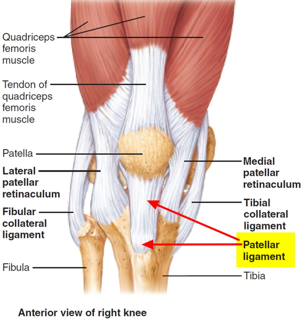 Patellar Tendinitis - Causes, Symptoms, Stretching, Exercises, Treatments