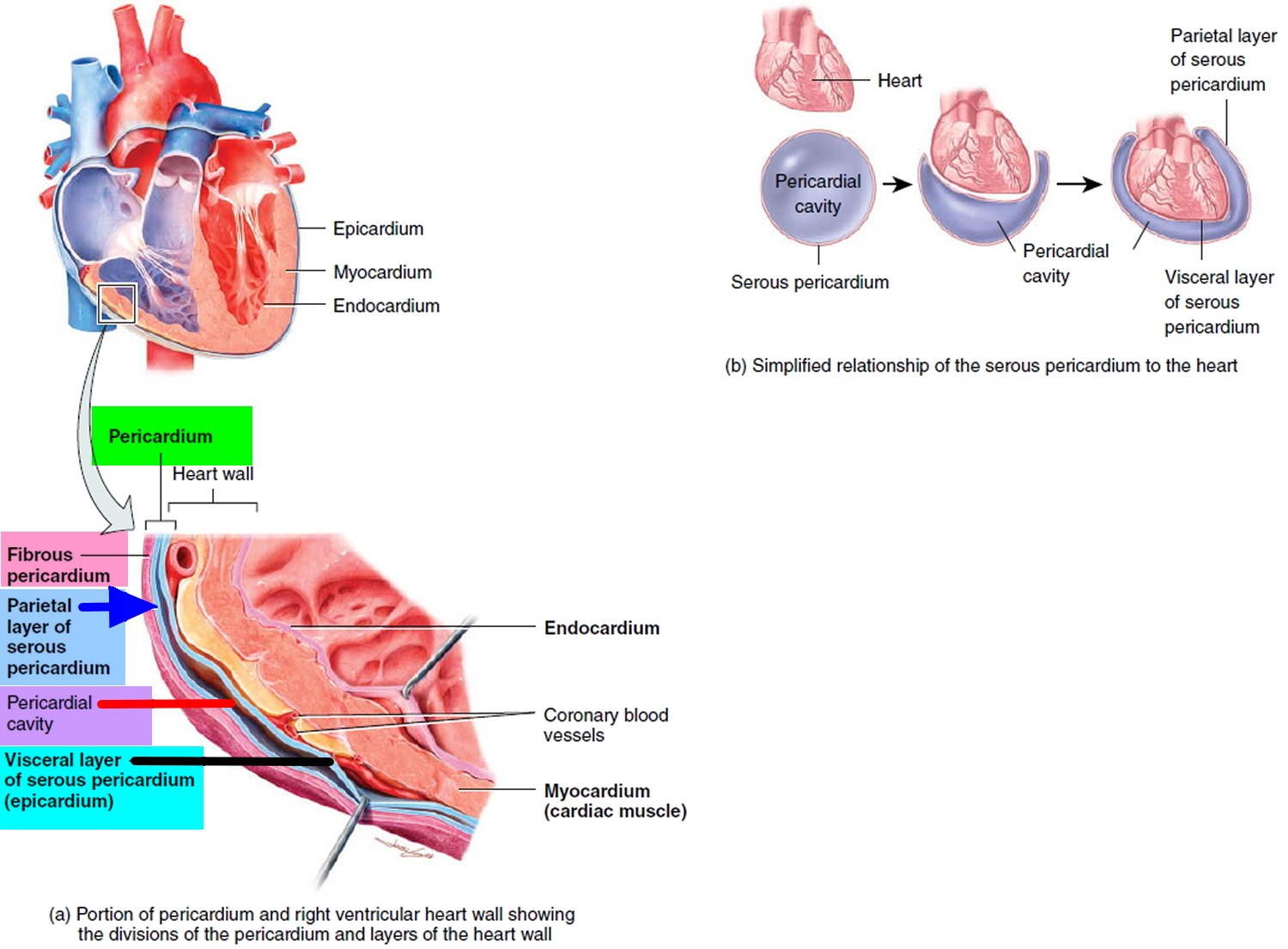 pericardium-definition