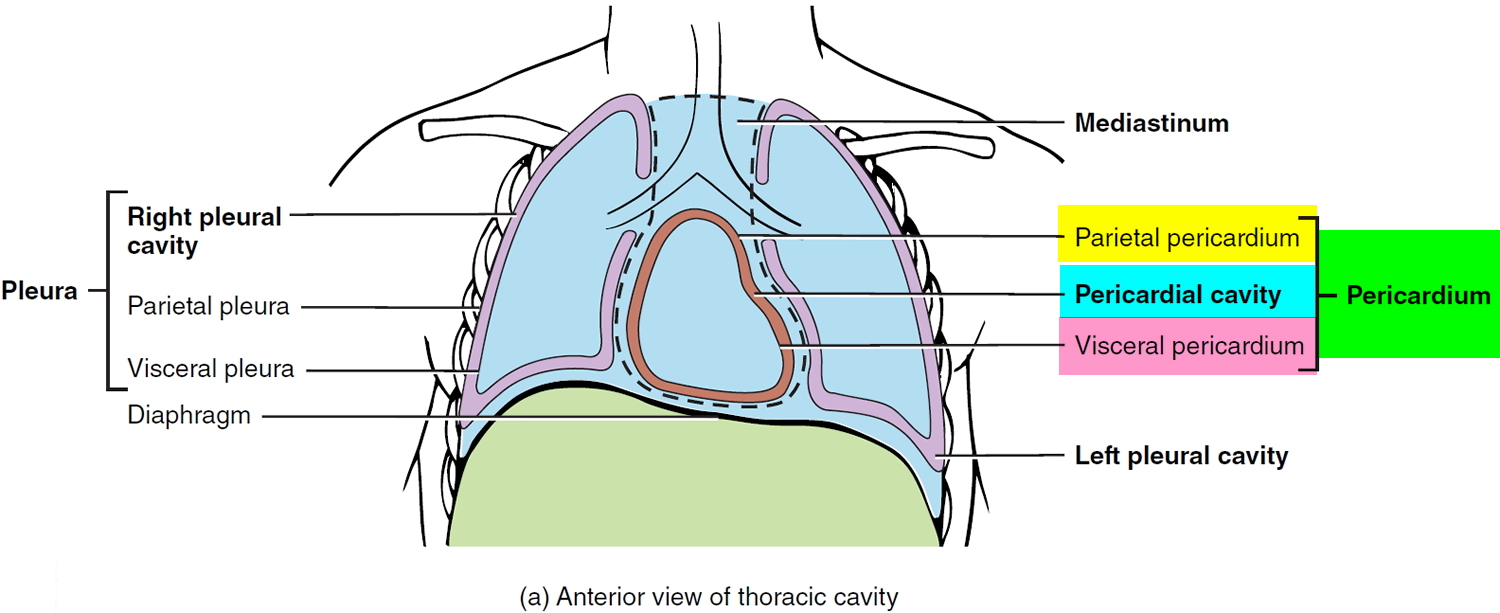 pericardiectomy-details-recovery-and-outlook