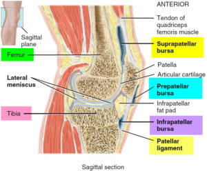 Bursitis - Hip, Trochanteric, Knee, Shoulder, Elbow - Causes & Treatment