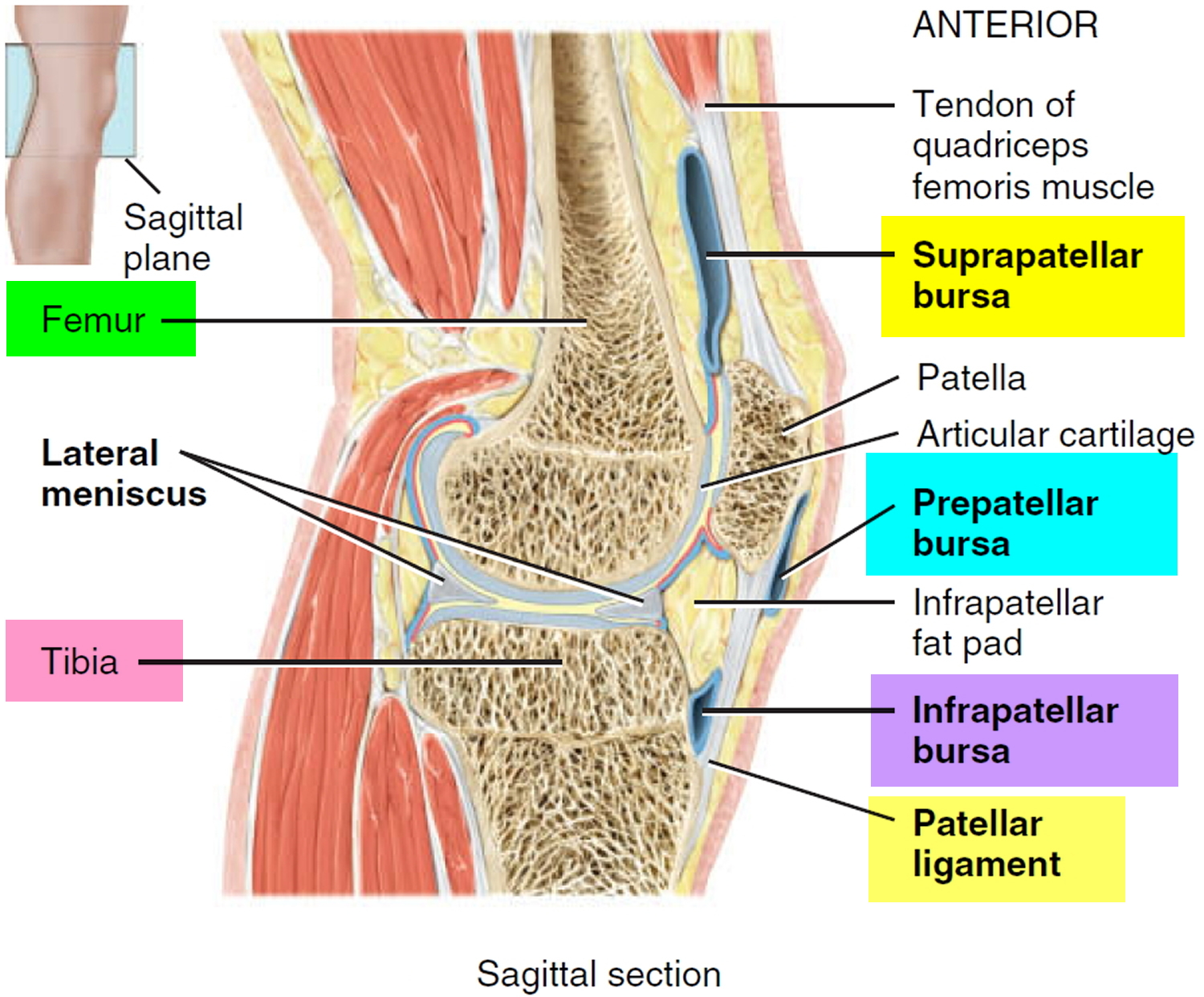 prepatellar and knee bursitis