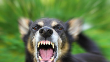 rabies