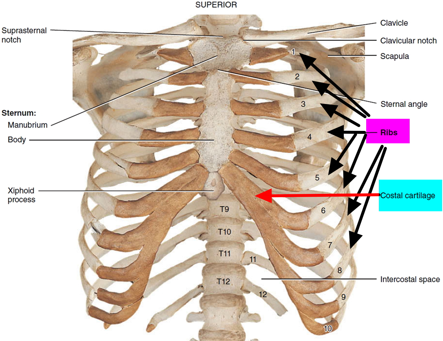 Pain In My Right Rib Cage Under My Breast at Gloria Dana blog