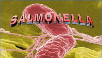 salmonella