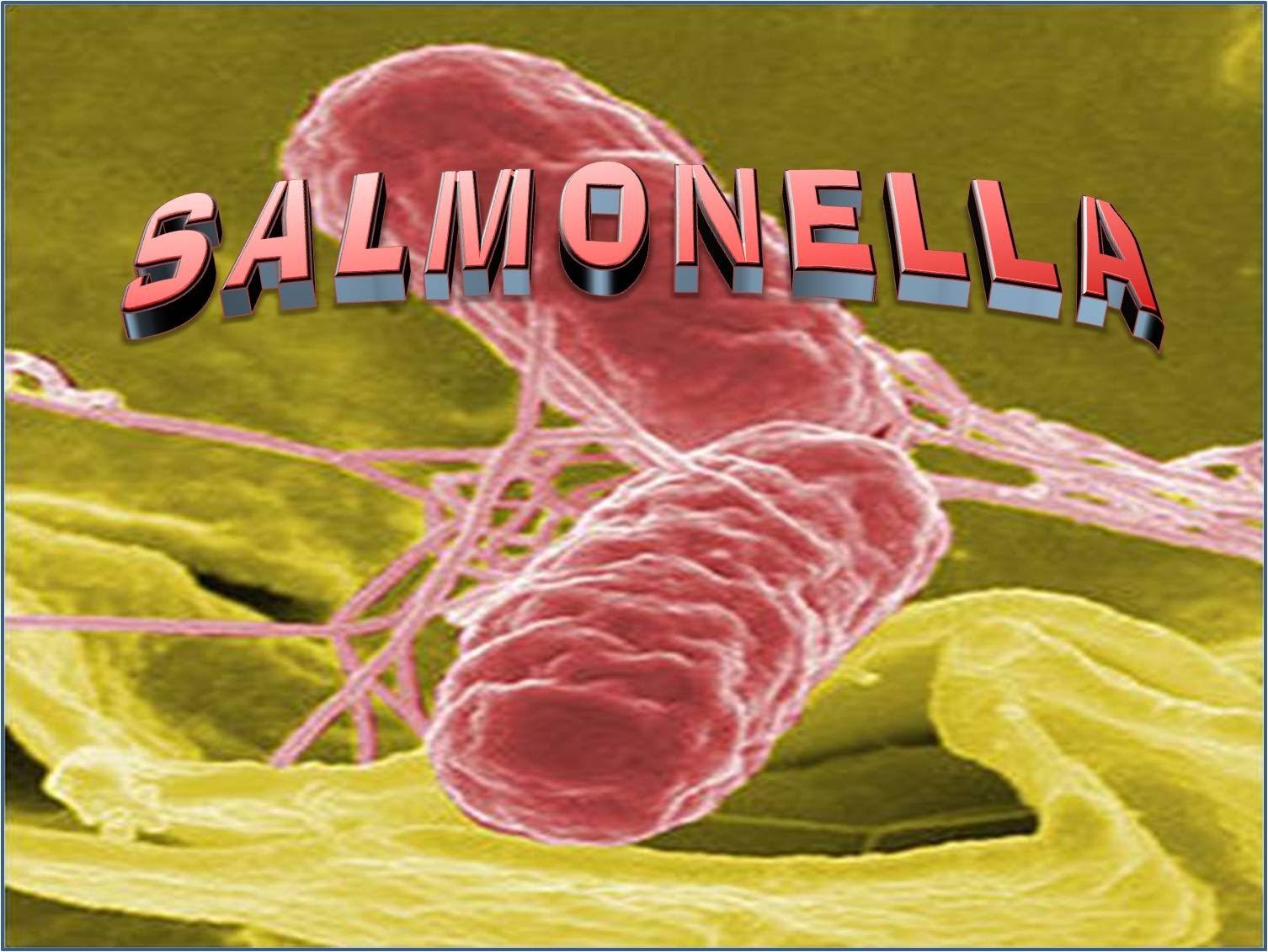 salmonella-what-is-it-and-can-you-die-from-it