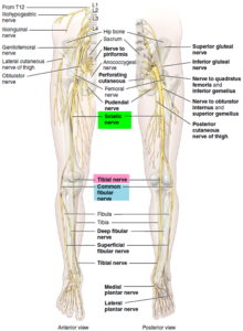 Pinched Nerve - In Neck, Arm, Shoulder - Causes, Symptoms & Treatment