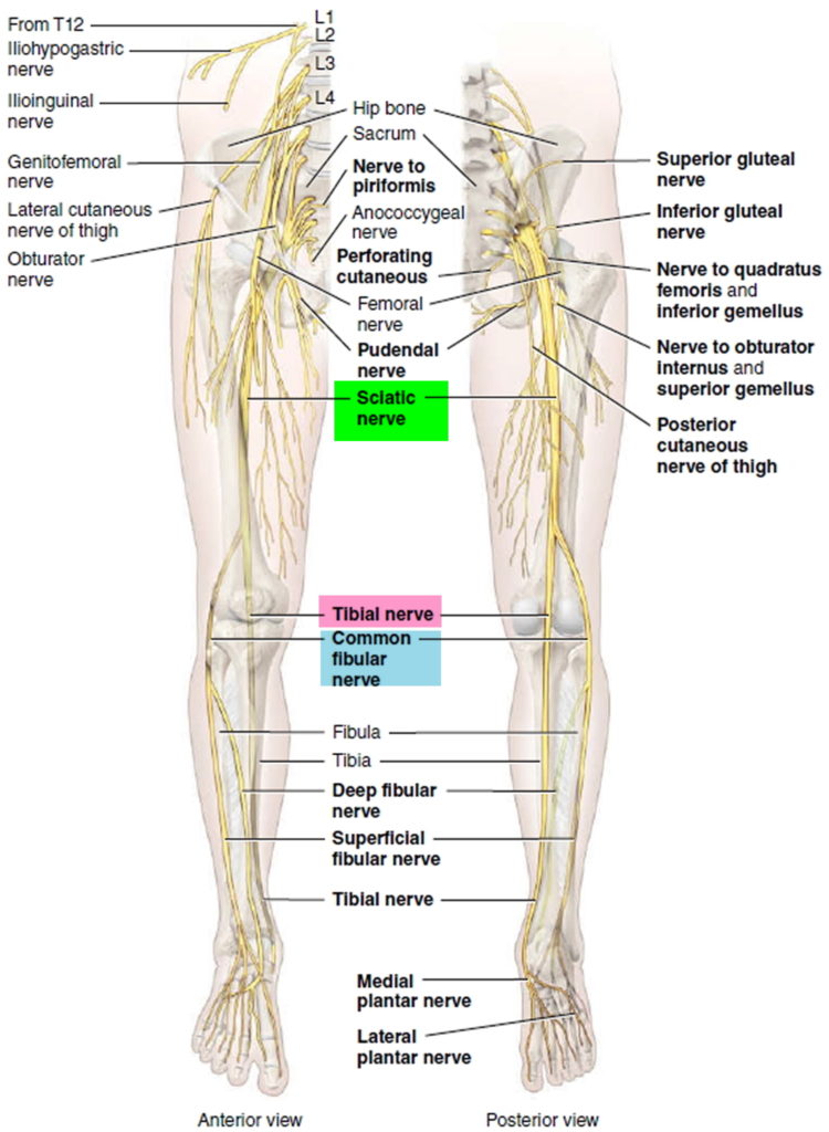 Pinched Nerve - In Neck, Arm, Shoulder - Causes, Symptoms & Treatment