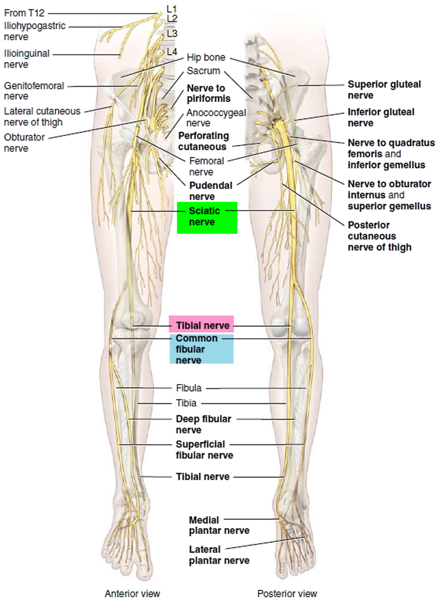 Nerve Compression Syndromes of the Hand: Overview, Anatomy