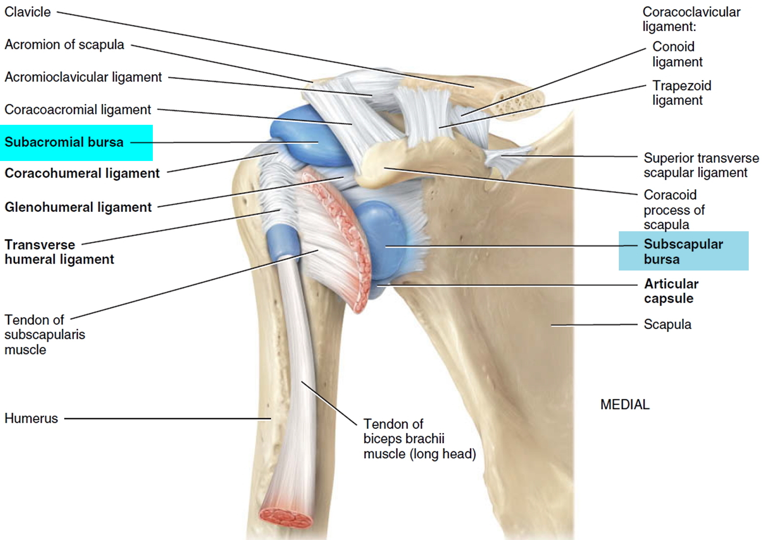 Shoulder Bursitis Anatomy