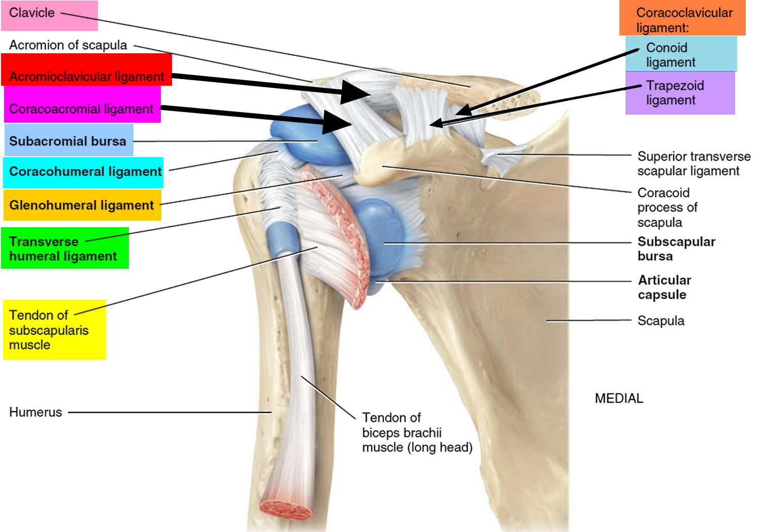 Shoulder Ligament Anatomy