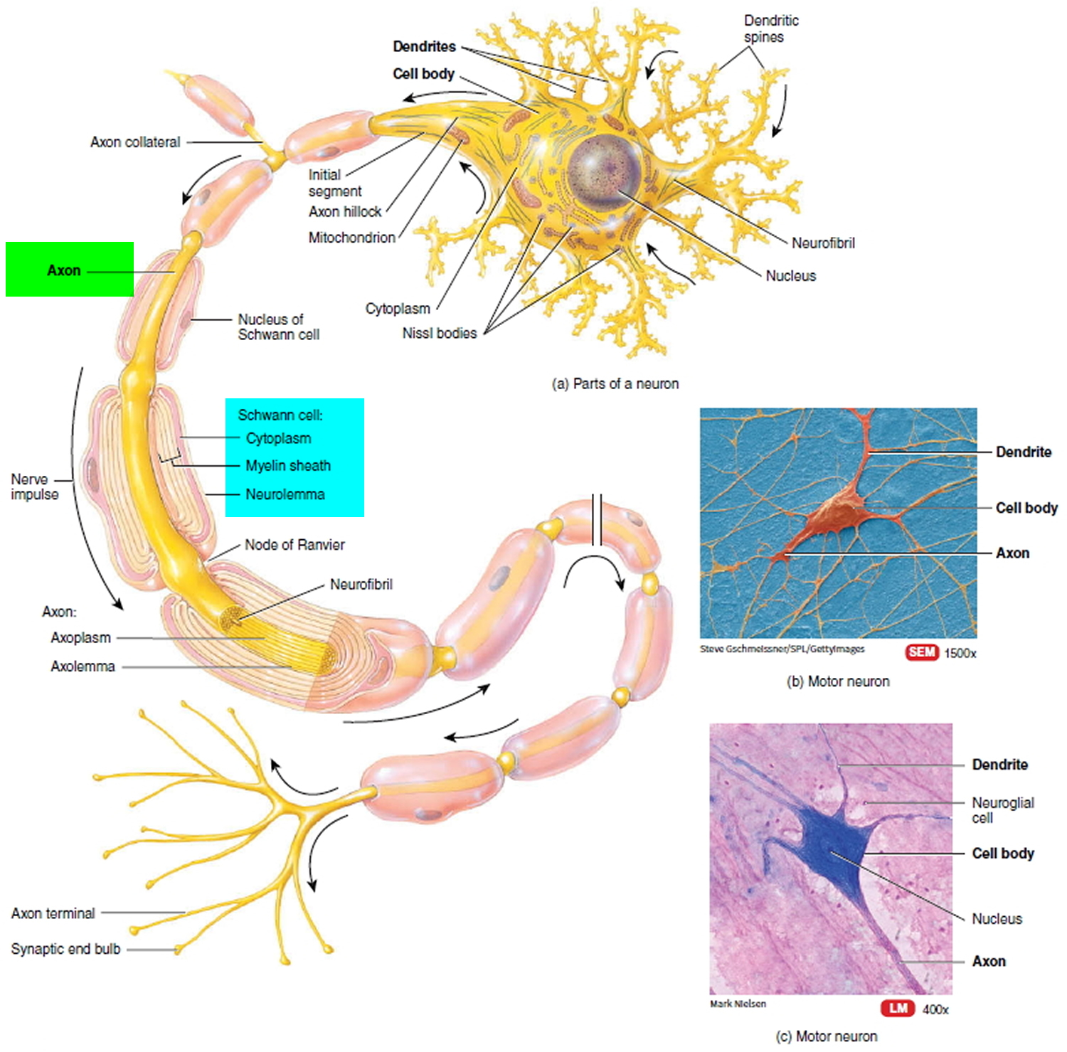 Neuron Anatomy Diagram 7628