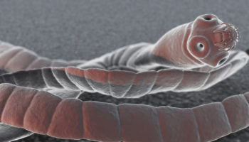 tapeworm