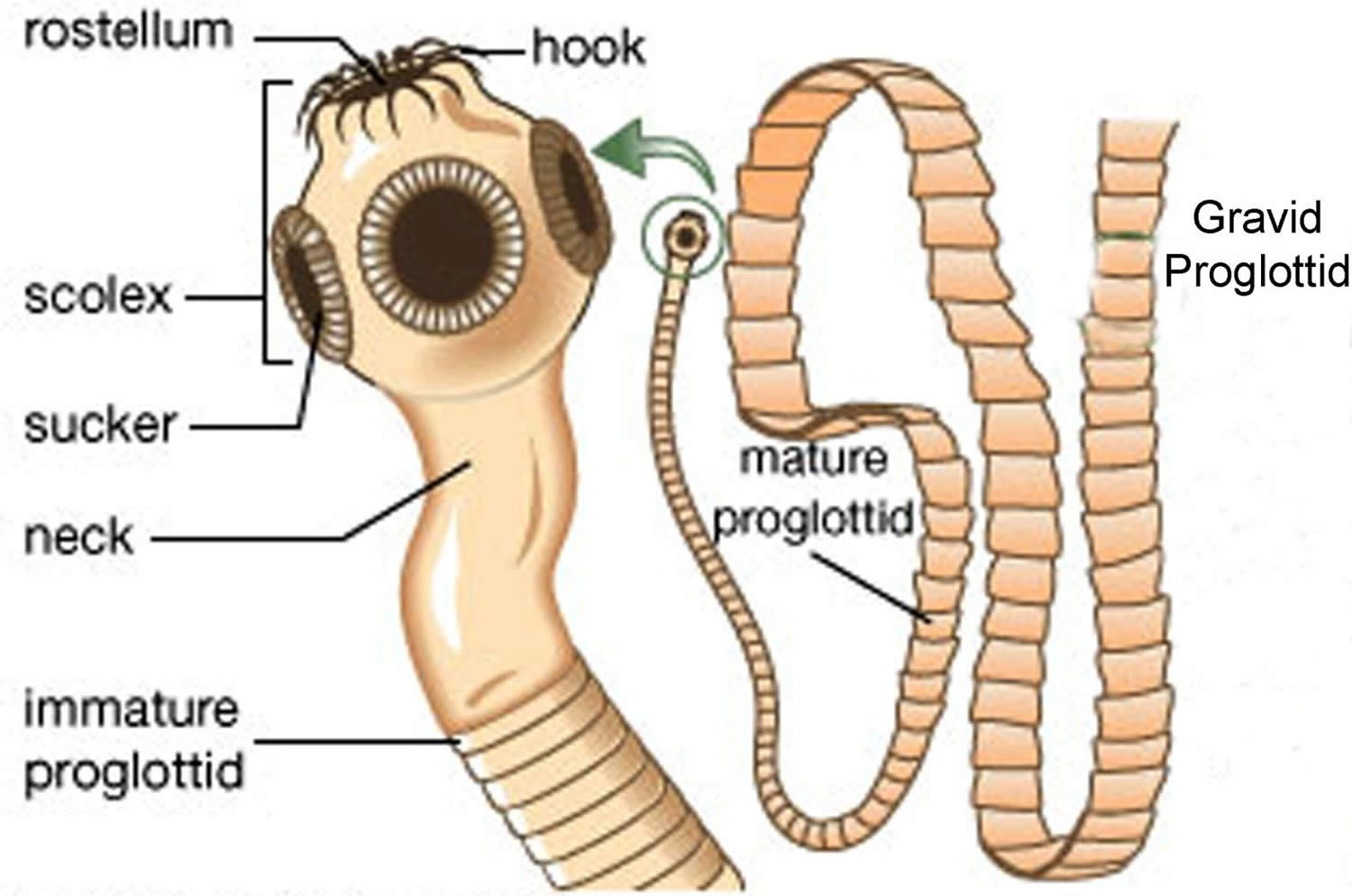 tapeworm diagram strobila