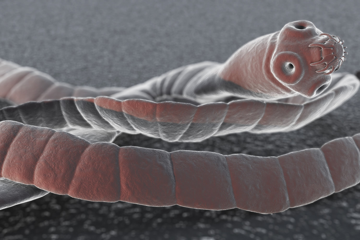 tapeworm parasite