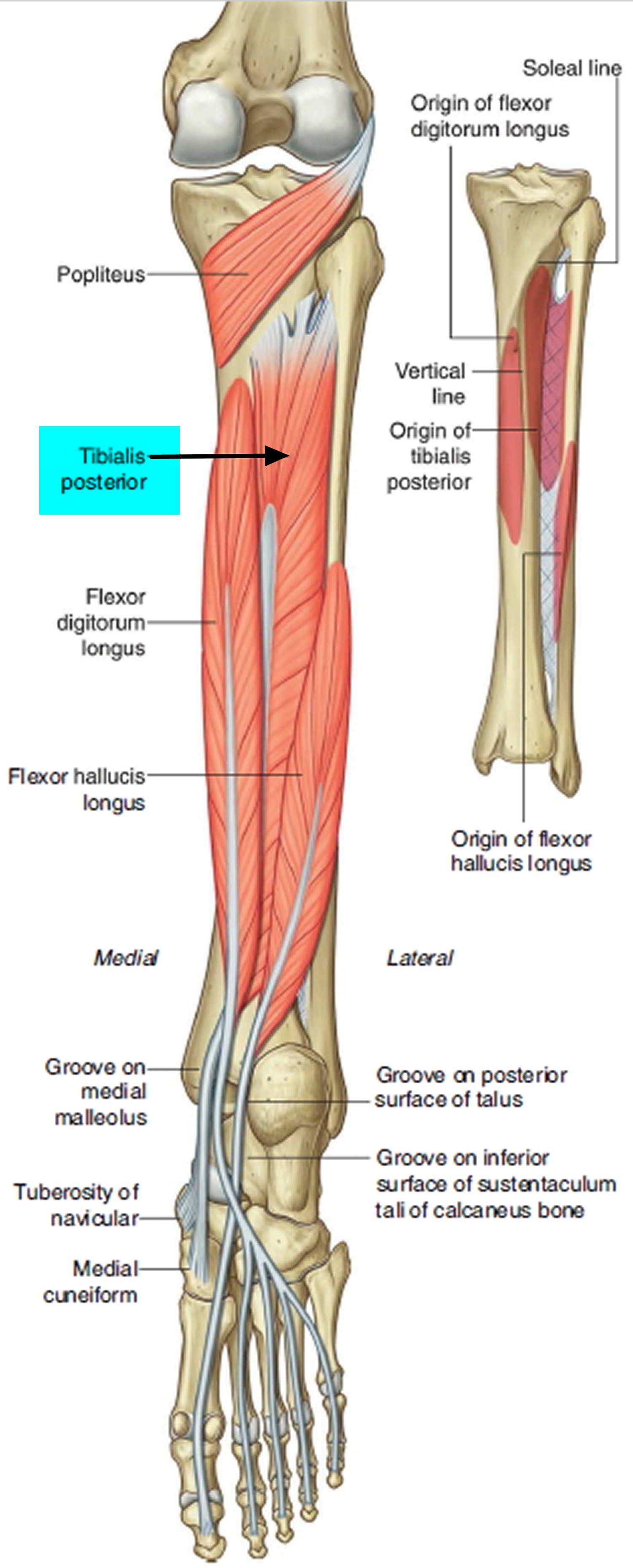 tibialis posterior tendon