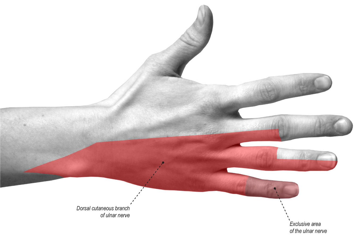 ulnar-nerve-anatomy-innervation-injury-damage-palsy-entrapment