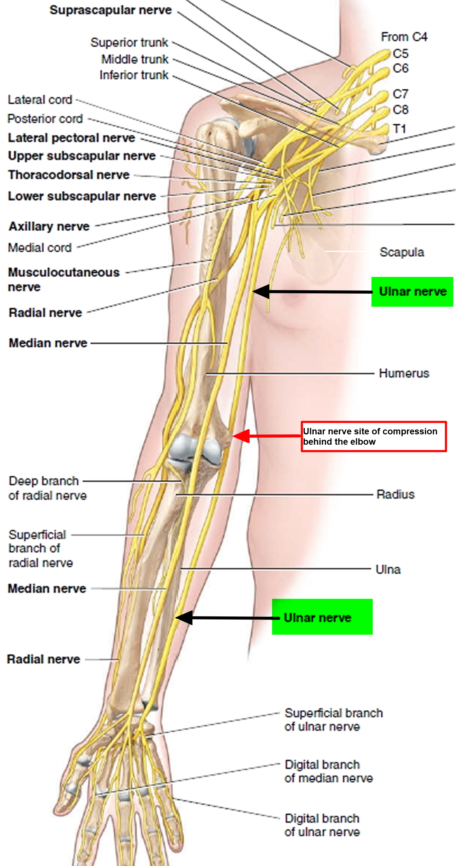 Ulnar nerve - Course and Innervation