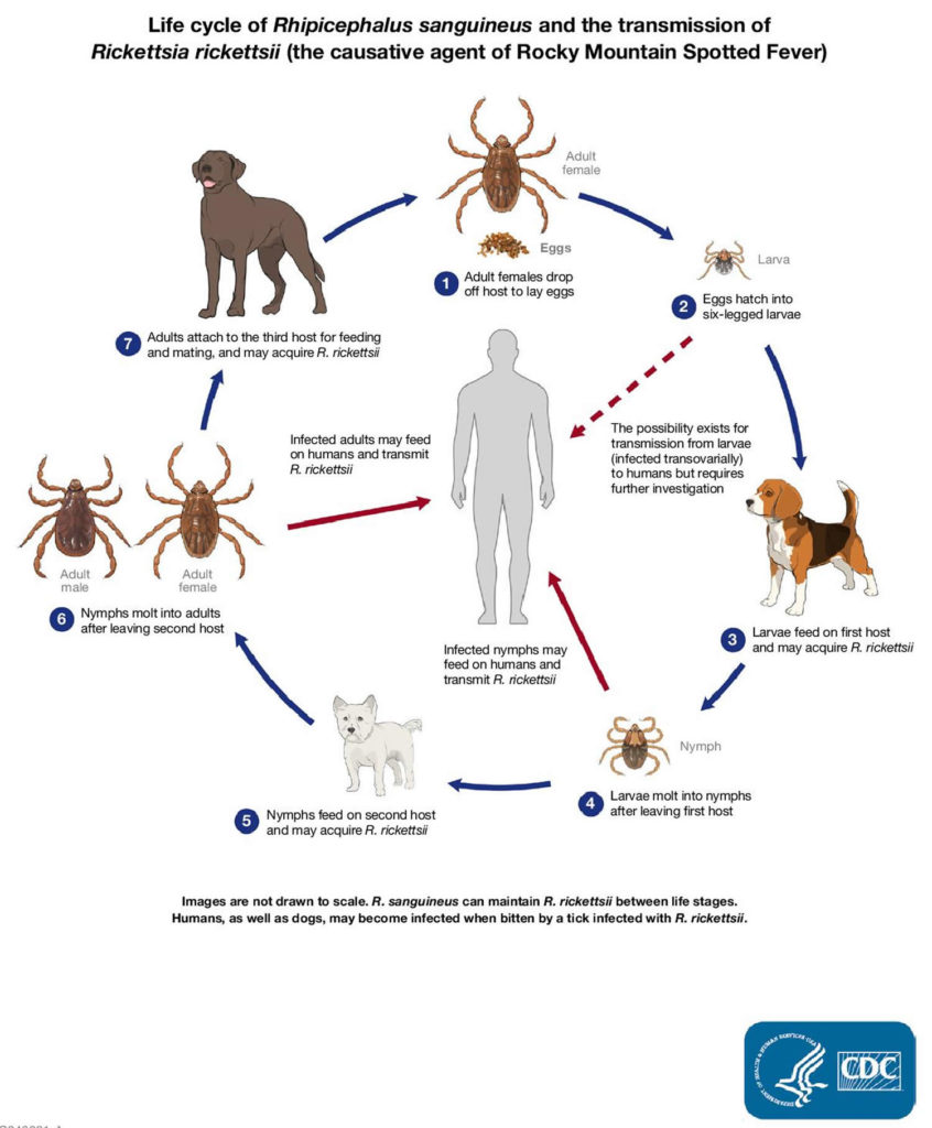 Ehrlichiosis - Causes, Symptoms, Rash, Diagnosis, Treatment