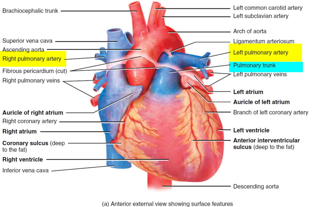 Pulmonary Embolism Causes Signs Symptoms Diagnosis Treatment