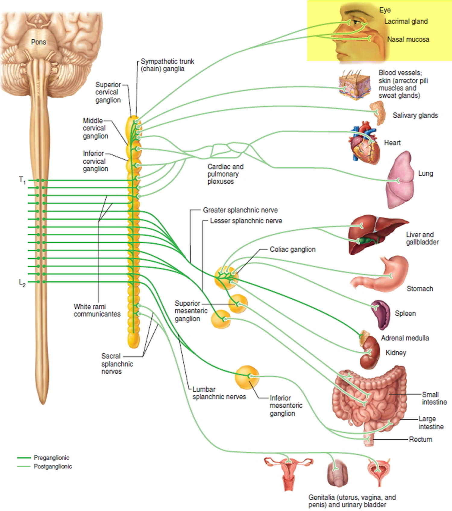 sympathetic-innervation-of-the-jejunum-google-search-nervous-system