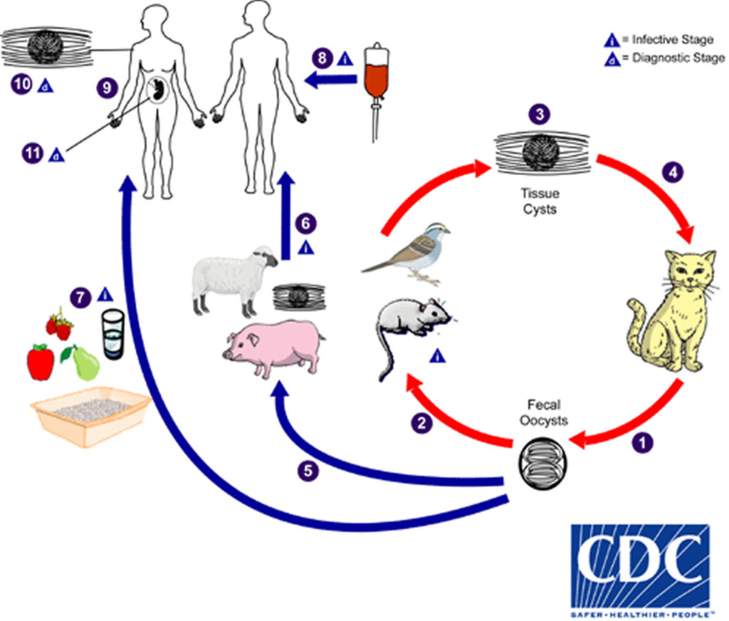 Life Cycle Of Toxoplasmosis