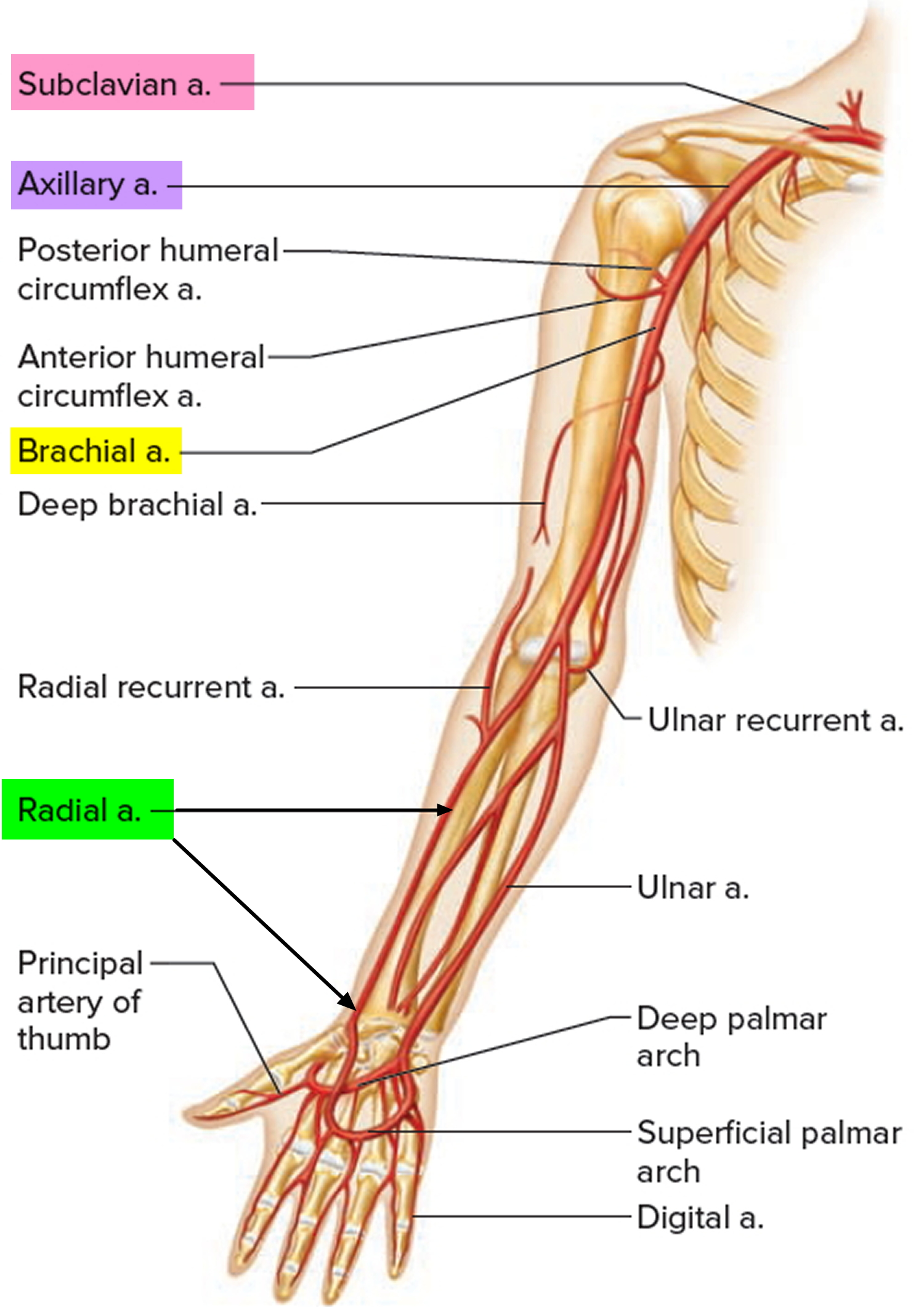 arteriovenous-fistula-for-dialysis-dural-symptoms