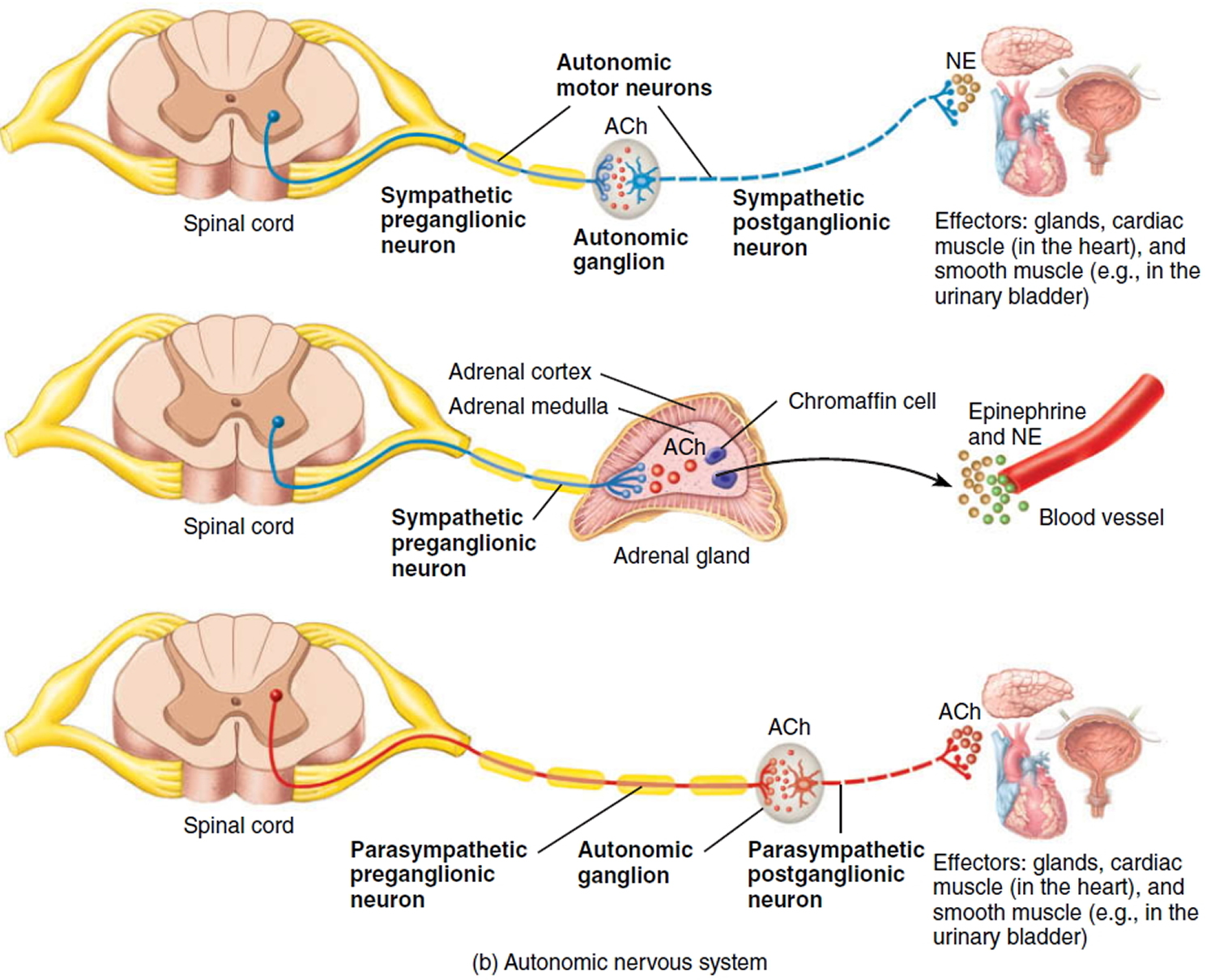 function of somatic nervous system