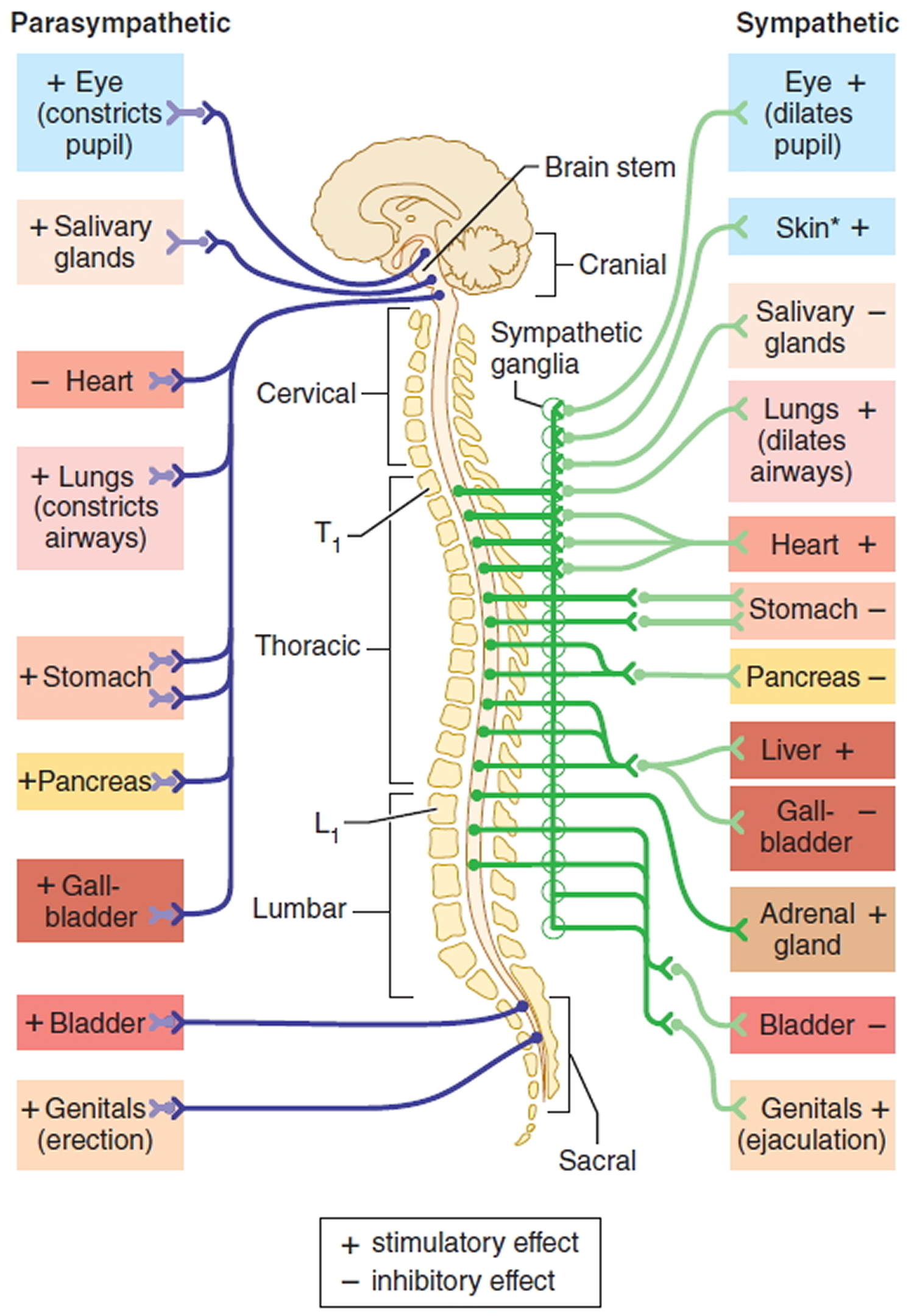 examples of somatic nervous system