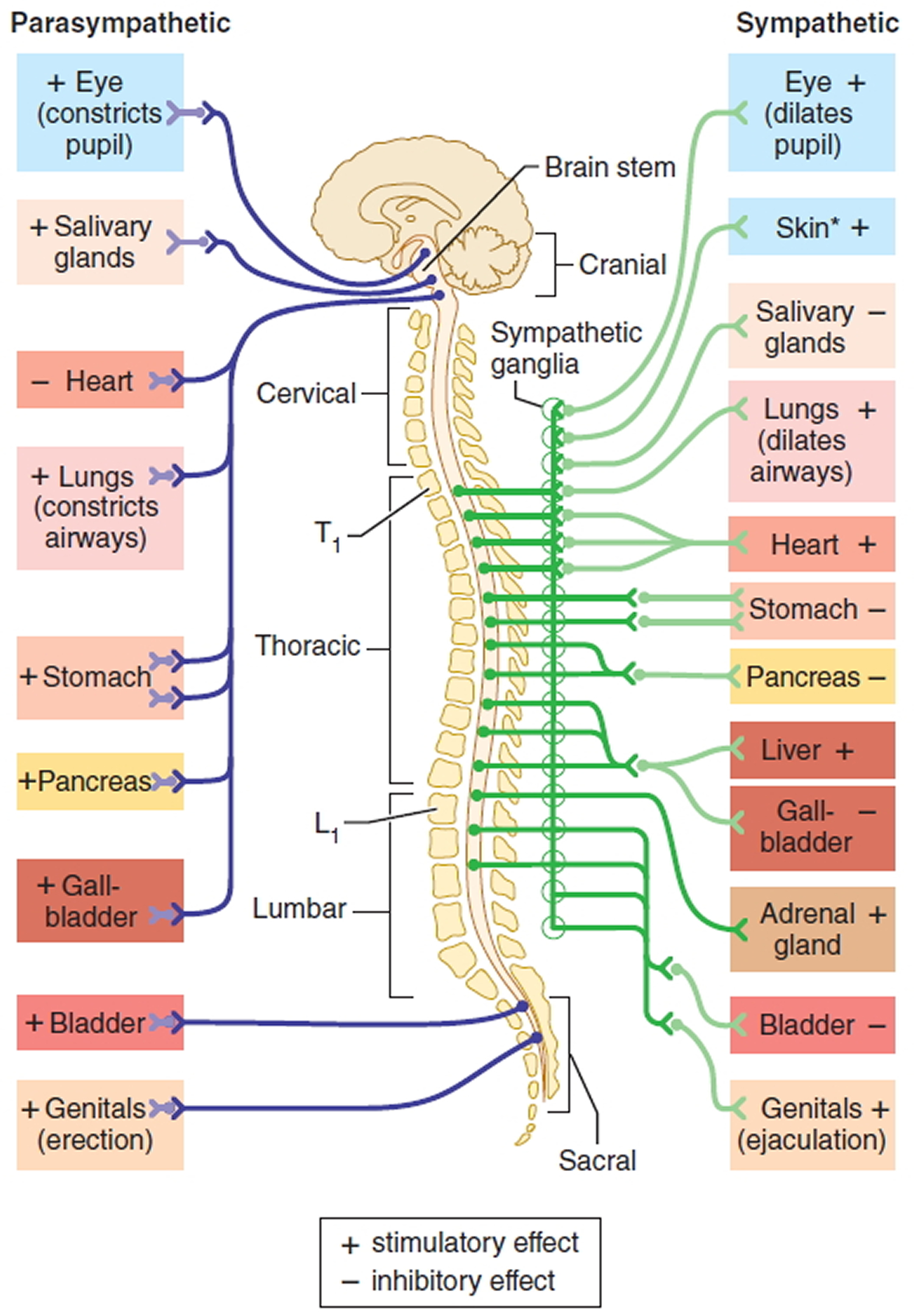 what-is-another-name-for-autonomic-nervous-system-best-games-walkthrough