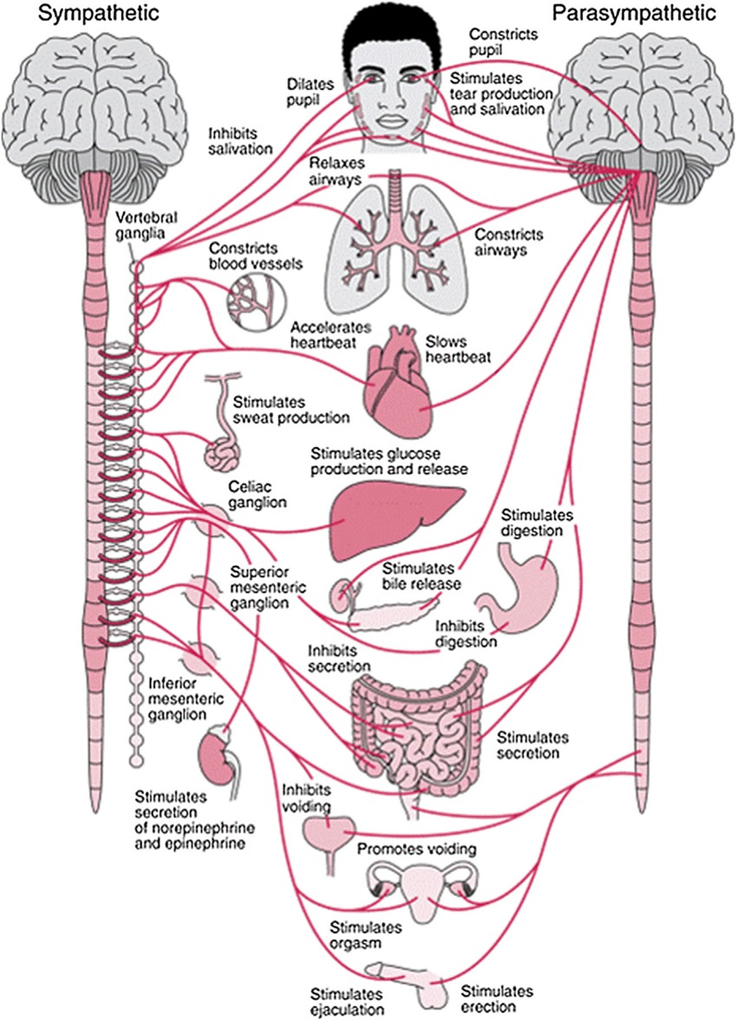 Anatomical Nervous System Chart