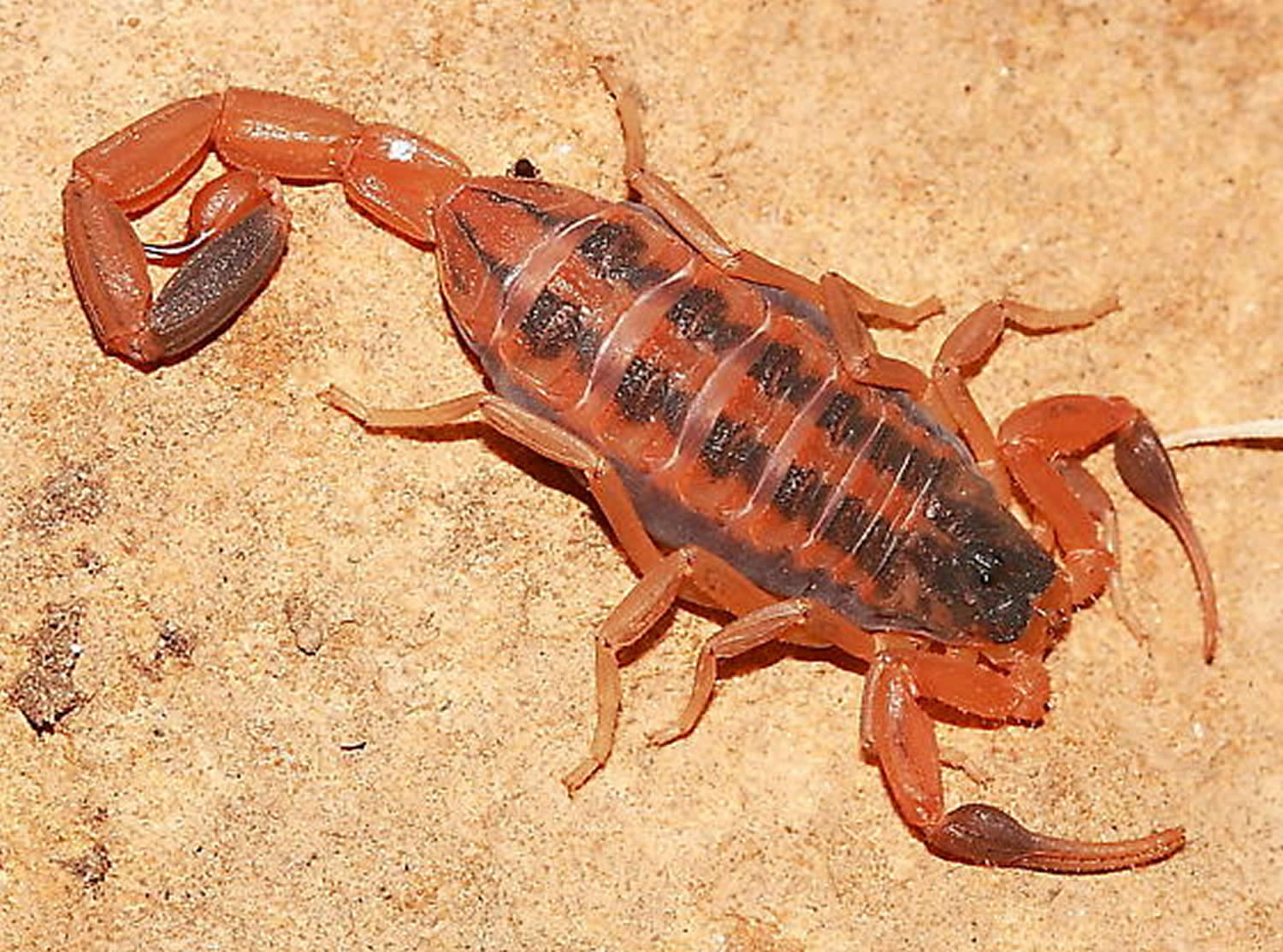 Scorpion Sting - Symptoms, How To Treat A Scorpion Sting