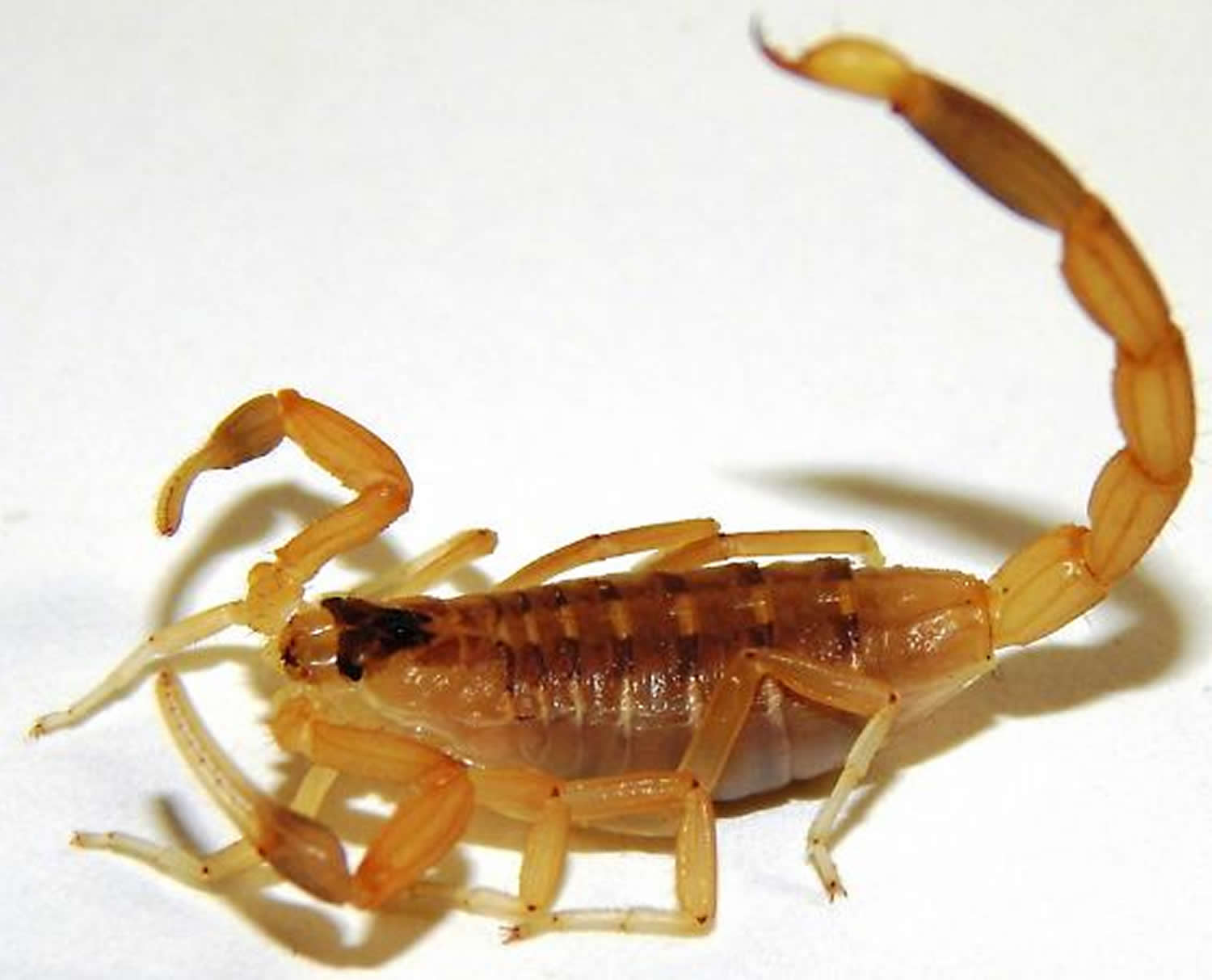 How To Cure Scorpion Stings - Gradecontext26