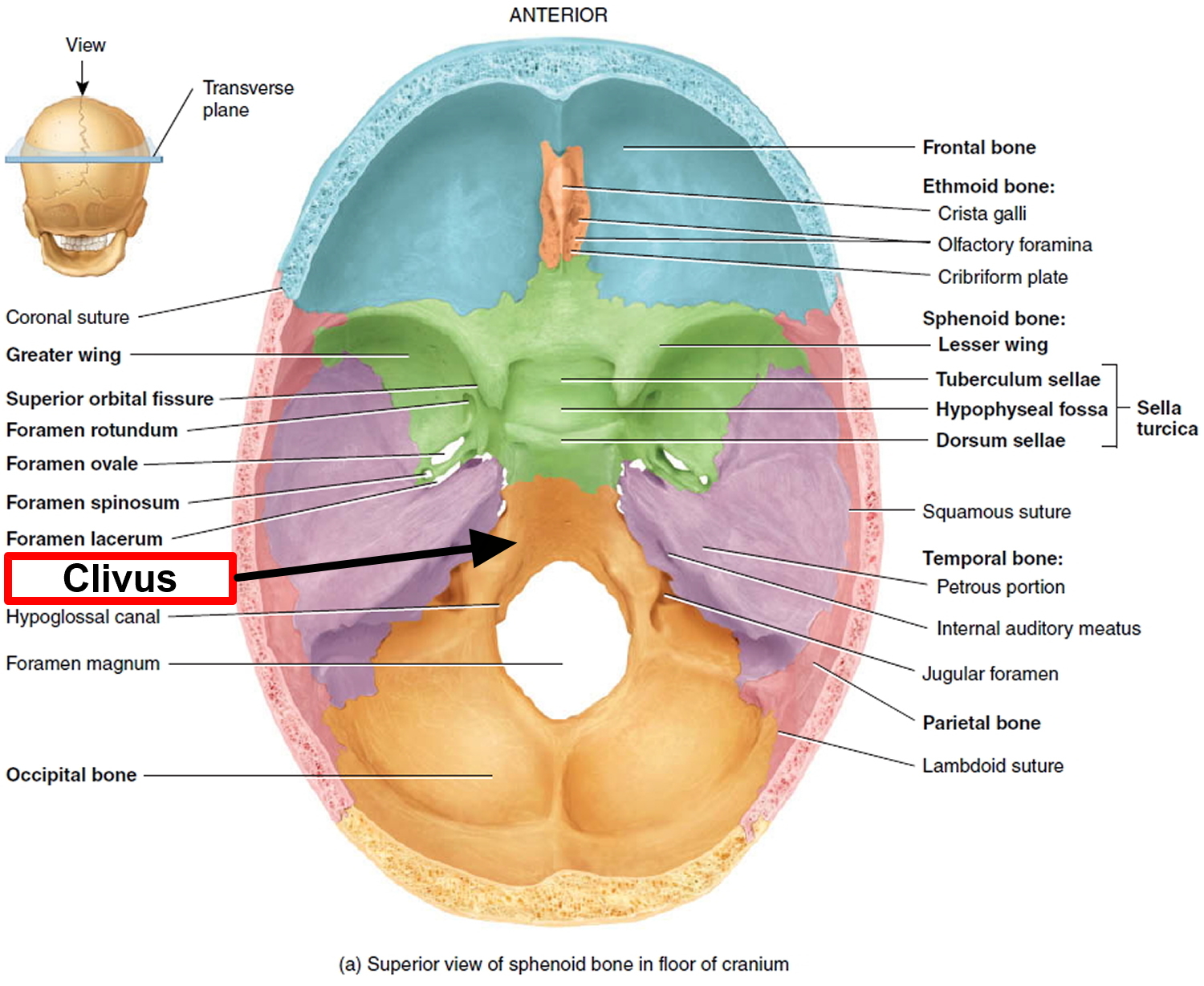 Foramen spinosum клиновидная