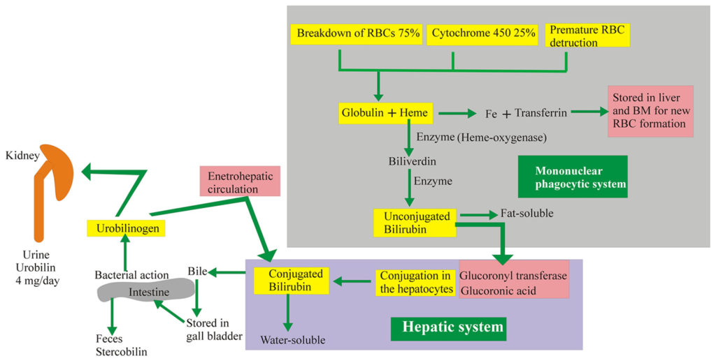 Gilbert Syndrome Causes, Diagnosis, Complications, Treatment