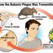 bubonic plague