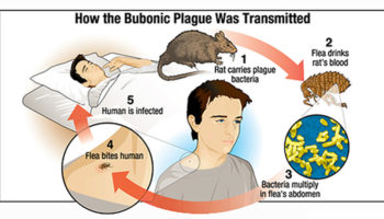 bubonic plague