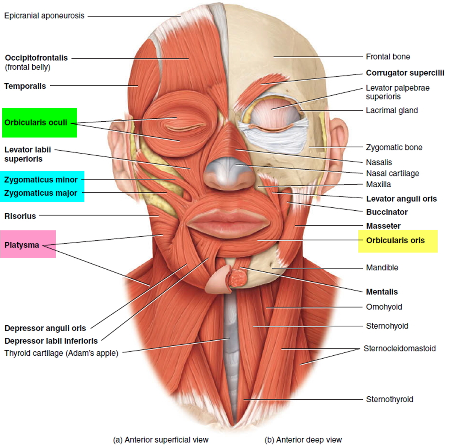 hemifacial-spasm-causes-symptoms-botox-surgery-treatment