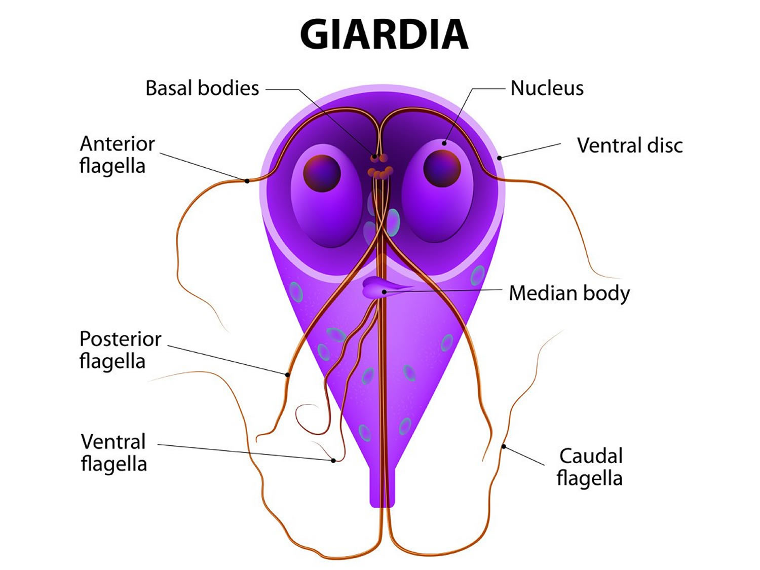 giardiasis diagnózis)