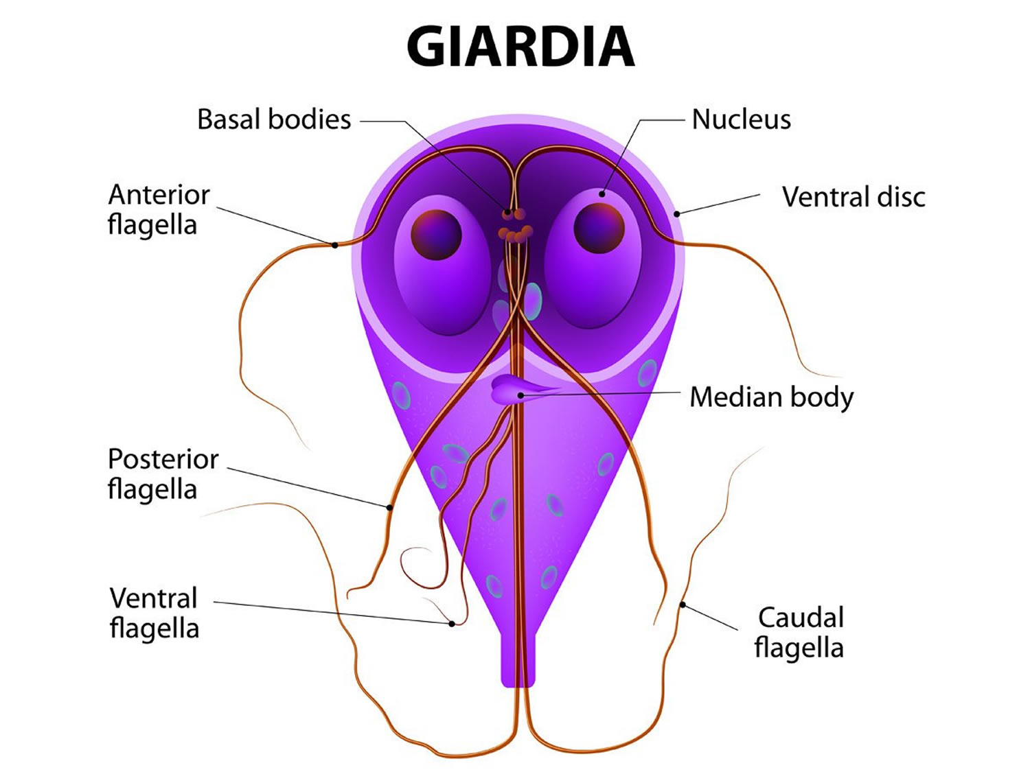 Giardiasis Prevention And Treatment | Bruin Blog