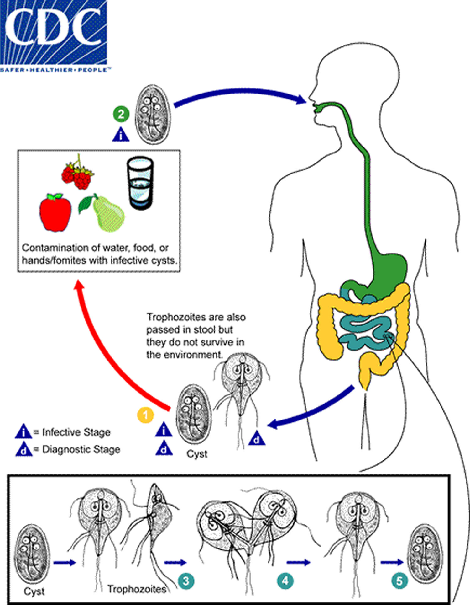 Giardiasis Causes, Symptoms, Prevention, Diagnosis, Treatment